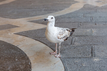 A herring gull on the floor in Venice, Italy.