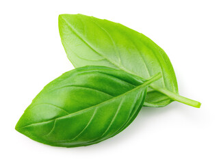 Basil leaves on white. Basil isolated. Two basil leaves top view. Full depth of field.
