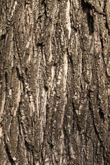 Bark of tree. Background from a tree bark. Texture, background of the old tree bark.