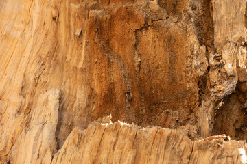 Bark of tree. Background from a tree bark. Texture, background of the old tree bark.