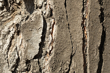 Bark of tree. Background from a tree bark. Texture, background of the old tree bark.