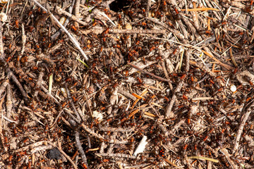 Colony of red forest ants close up