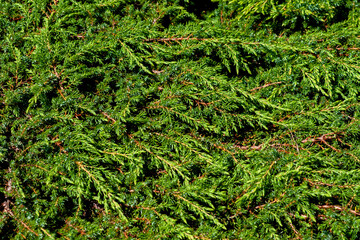 Evergreen thuja, texture