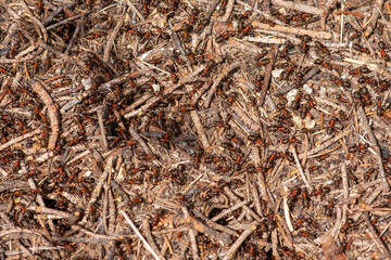Colony of red forest ants close up