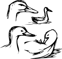 illustration of a duck