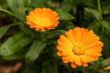Selective focus. Two buds of calendula officinalis flower with dew drops on the petals. Garden flowers.