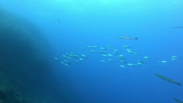 Little tuna fishes chasing a sardines bait ball - Marine life in the Mediterranean sea