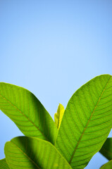 green leaves against blue sky