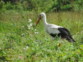 white stork in the grass