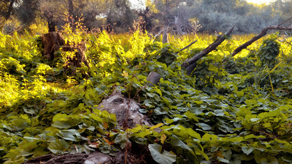 The old fallen tree was overgrown with green foliage in the forest in the fall.