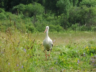 Obraz premium white stork in the grass