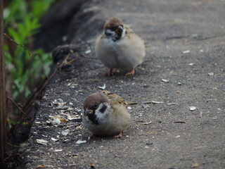 Obraz na płótnie Canvas sparrow on the ground