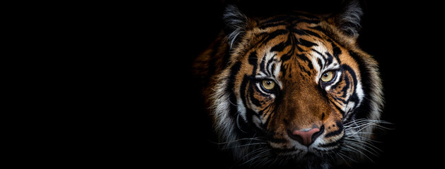 Template of Portrait of Tiger with a black background