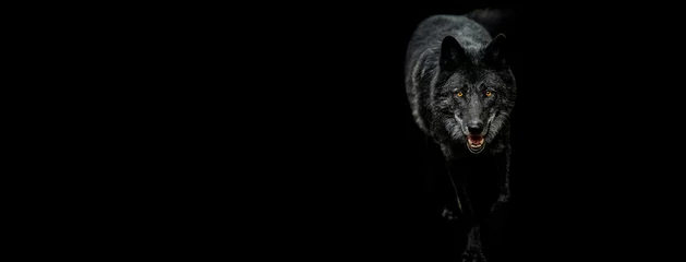 Tuinposter Template of Portrait of black wolf with a black background © AB Photography