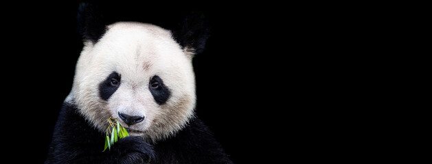 Fototapety  Template of Portrait of panda with a black background