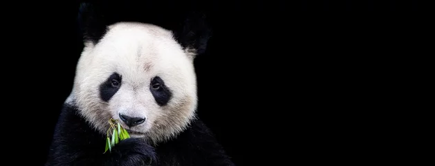Deurstickers Template of Portrait of panda with a black background © AB Photography