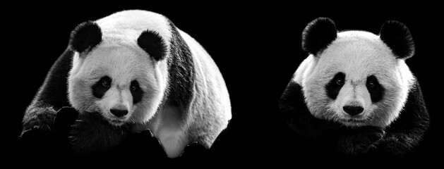 Fototapety  Template of Portrait of panda with a black background