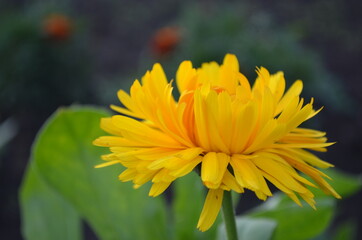 yellow flower