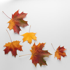Various multicolored autumn leaves isolated on white background. Season, minimal, autumn card, thanksgiving texture, fall background concept. Flat lay, top view, copy space..