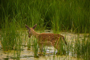 Fallow deer in Aiguamolls De L'Emporda Nature Reserve, Spain © Alberto Gonzalez 