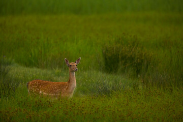 Fallow deer in Aiguamolls De L'Emporda Nature Reserve, Spain