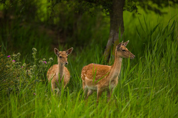 Fallow deer in Aiguamolls De L'Emporda Nature Reserve, Spain © Alberto Gonzalez 