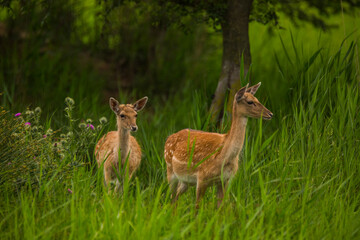Fallow deer in Aiguamolls De L'Emporda Nature Reserve, Spain