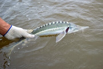 Young kaluga fish ( Amur river endemic ) , which was caught in the fishing net, is released to free...