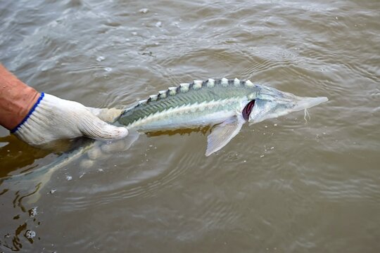 Young kaluga fish ( Amur river endemic ) , which was caught in the fishing net, is released to free floating. Amur river. Khabarovsk Krai, far East, Russia. 