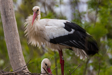 Storks in spring in Aiguamolls De L'Emporda Nature Reserve, Spain