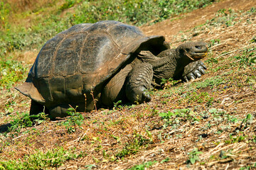 Gal&Atilde;&iexcl;pagos Giant Tortoise, Chelonoidis nigra, Gal&Atilde;&iexcl;pagos National Park, Gal&Atilde;&iexcl;pagos Islands, UNESCO World Heritage Site, Ecuador, America