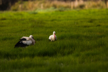 Obraz na płótnie Canvas Storks in spring in Aiguamolls De L'Emporda Nature Reserve, Spain
