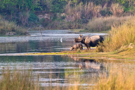 Greater One-horned Rhinoceros, Indian Rhinoceros, Asian Rhino, Rhinoceros unicornis, Wetlands, Royal Bardia National Park, Bardiya National Park, Nepal, Asia