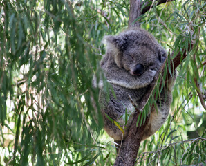 koala in tree