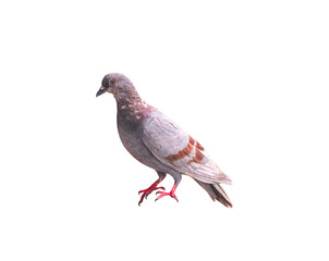 Naklejka premium Brown pigeon color striped isolated on white background , clipping path