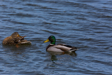 Mallard in spring in Aiguamolls De L'Emporda Nature Reserve, Spain
