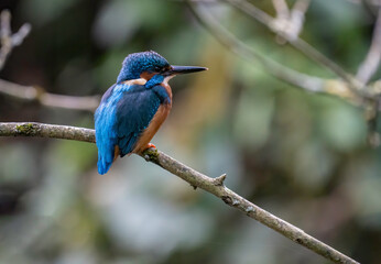 kingfisher on branch, closeup, 