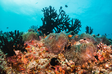 Colorful coral reef in tropical scene surrounded by fish