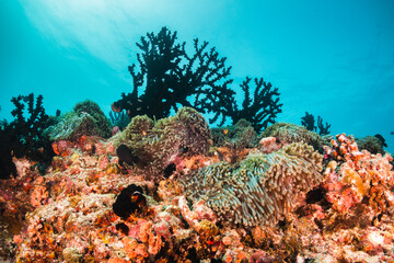 Colorful coral reef in tropical scene surrounded by fish