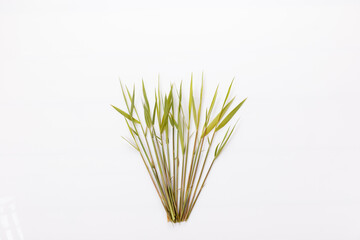 Common reed or southern reed on white background © Olga Ionina