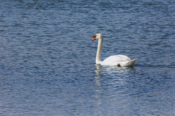 Obraz premium Swan in spring in Aiguamolls De L'Emporda Nature Reserve, Spain