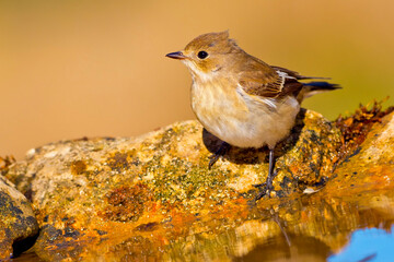 Pied Flycatcher, Ficedula hypoleuca, Forest Pond, Mediterranean Forest, Castile and Leon, Spain, Europe