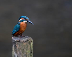 UK Kingfisher, close up, 