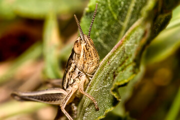 Grasshopper, Guadarrama National Park, Segovia, Castile and LeÃ³n, Spain, Europe