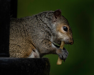 squirrel eating a potato chip