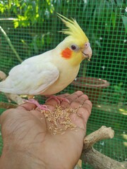 Cockatiel eating in my hand
