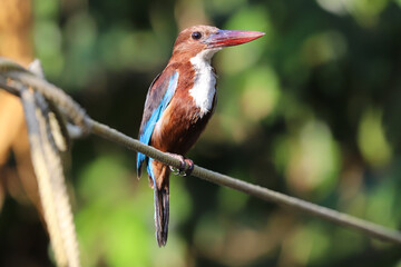 Red billed kingfisher