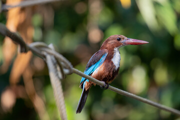 Kingfisher