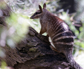 Numbat on a tree