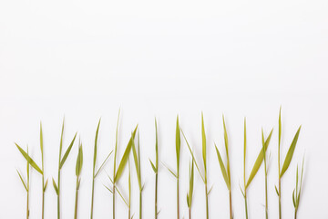 Common reed or southern reed on white background © Olga Ionina
